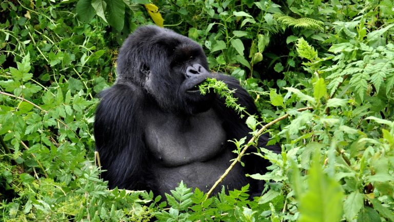 traveljunkies Uganda Ruanda Afrika Abenteuerreise Gruppenreise Erlebnisreise Adventure Gorillas