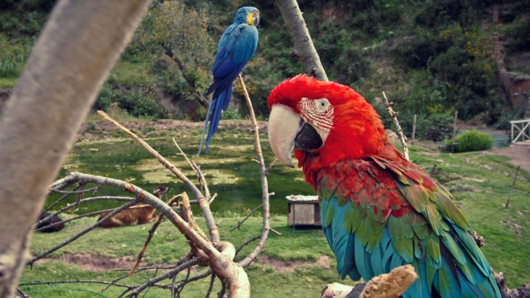 Die lokale Flora und Fauna beobachten