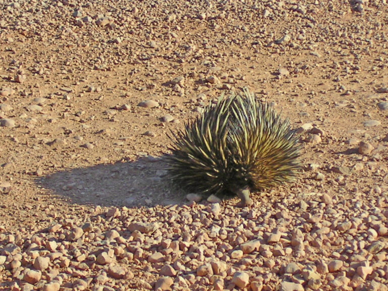 Mit viel Glück kann man ein Echidna zu Gesicht bekommen