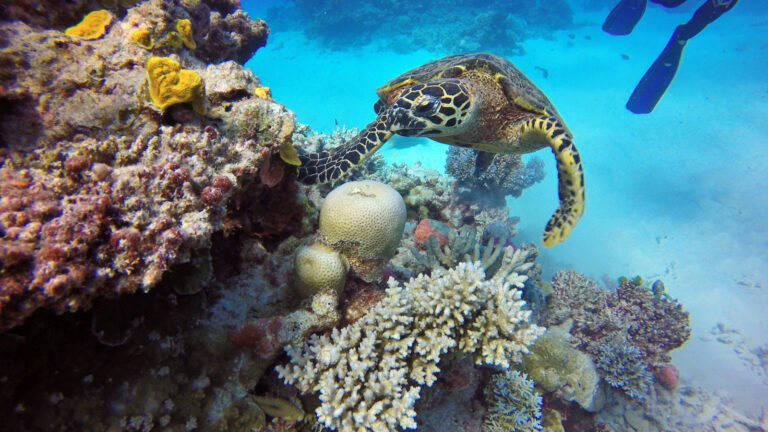 Das einzigartige Great Barrier Reef erkunden