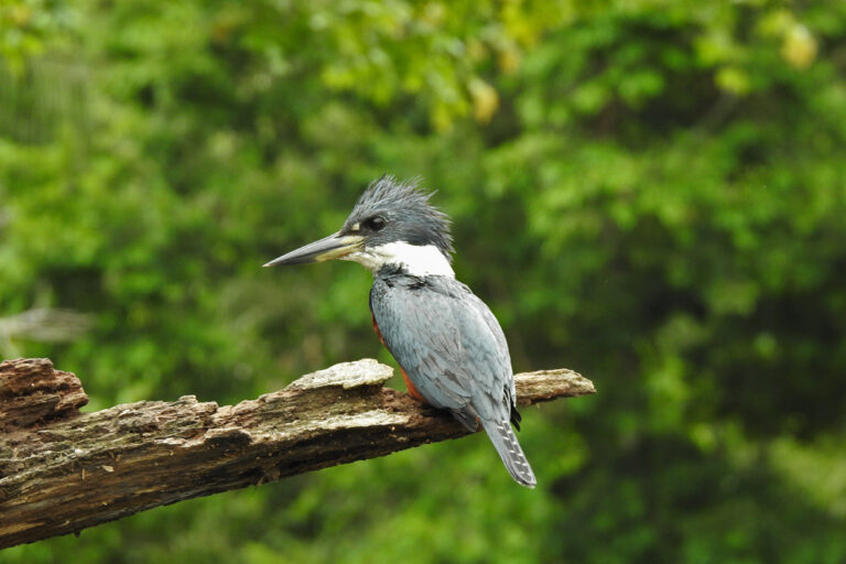 Ein Paradies für unzählige Vogelarten