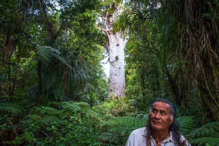 Tane Mahuta ist der höchste Kauribaum