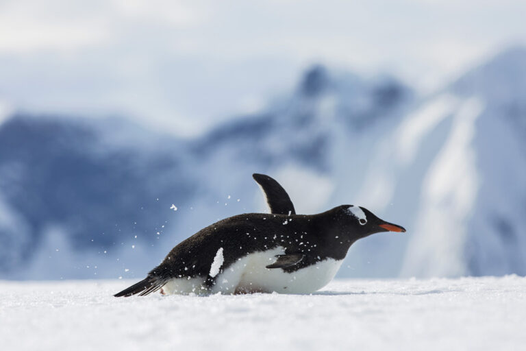 Ein Pinguin in seinem Element