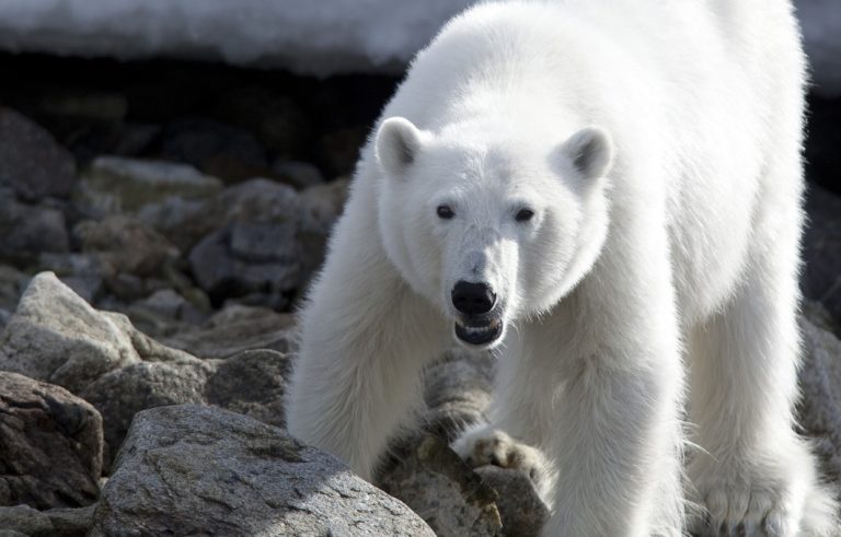 Ein Eisbär auf Jagd