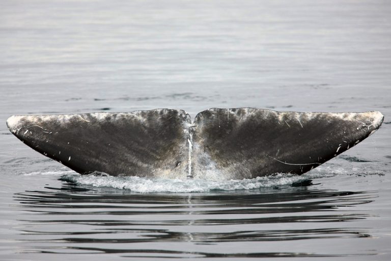 Da! Ein Grölandwal taucht ab!