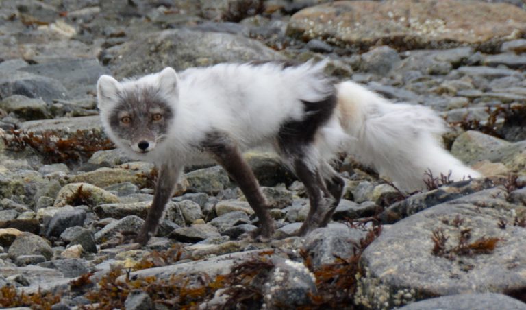 Ein Polarfuchs schleicht sich an