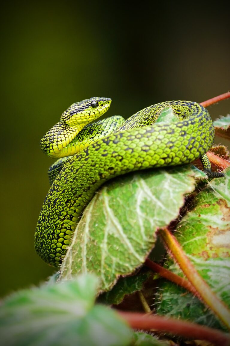 Reptilien in den schönsten Farben