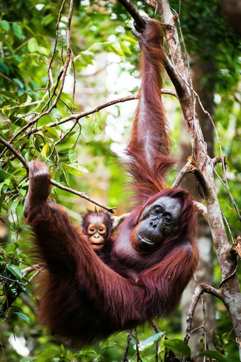 Orang-Utan Mutter mit Kind