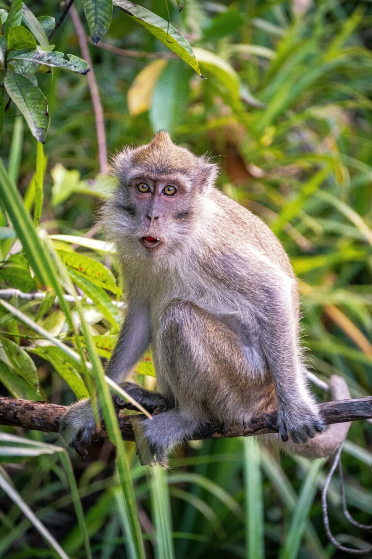 Makake im Tanjung Puting Nationalpark