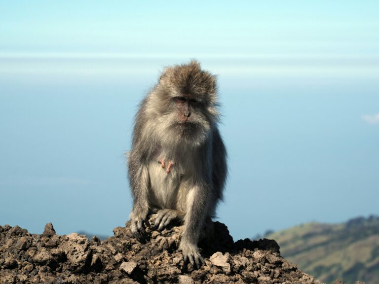 Tierwelt am Rinjani