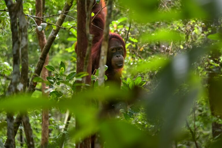 Orang-Utan im Tanjung Puting Nationalpark