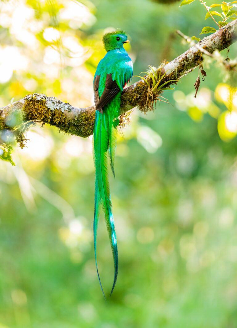 Quetzal - der Star unter den Vögeln