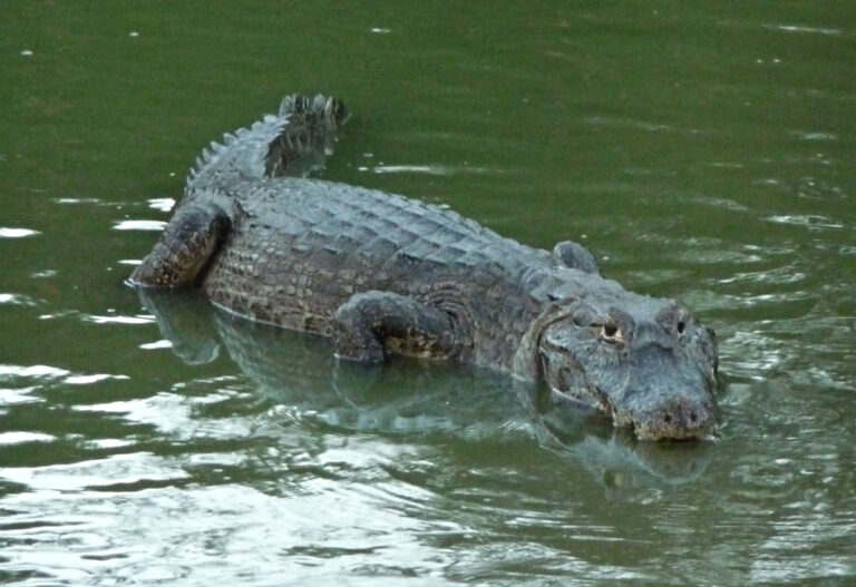 Kaiman im Wasser