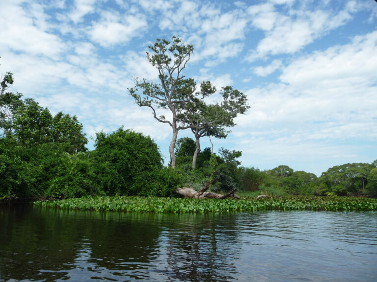 Fluss und grünes Ufer im Pantanal