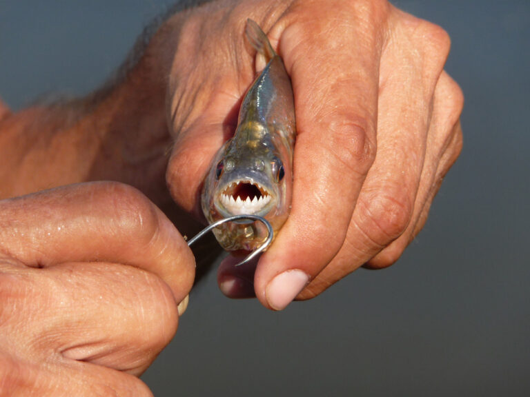 Geangelter Piranha in einer Männerhand zeigt seine Zähne