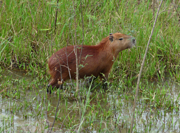 Ein niedliches Wasserschwein
