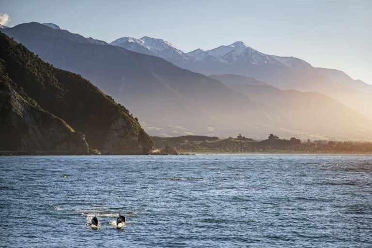 Tobende Delfine in Kaikoura