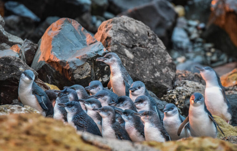 Die Pinguine wärmen sich gegenseitig