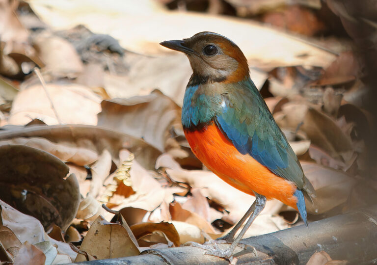 Die sehr seltene Sulawesi Pitta