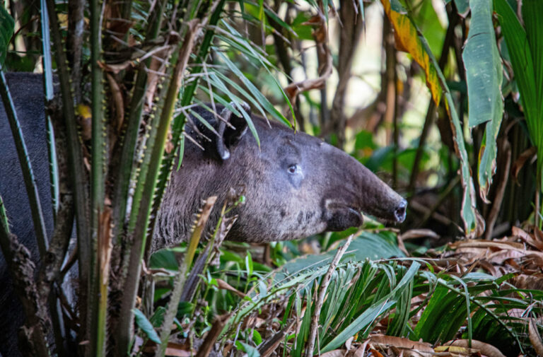 Ein Tapir versteckt sich im dichten Unterholz