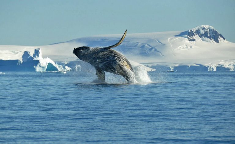 Ein Buckelwal schießt aus dem Ozean