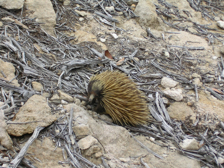 Das Echidna ist ein eierlegendes Säugetier