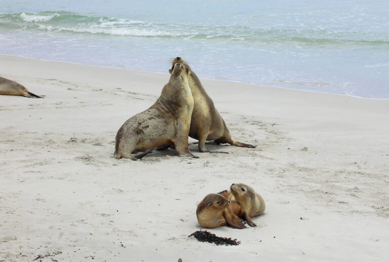 Seelöwen am Strand von Seal Bay