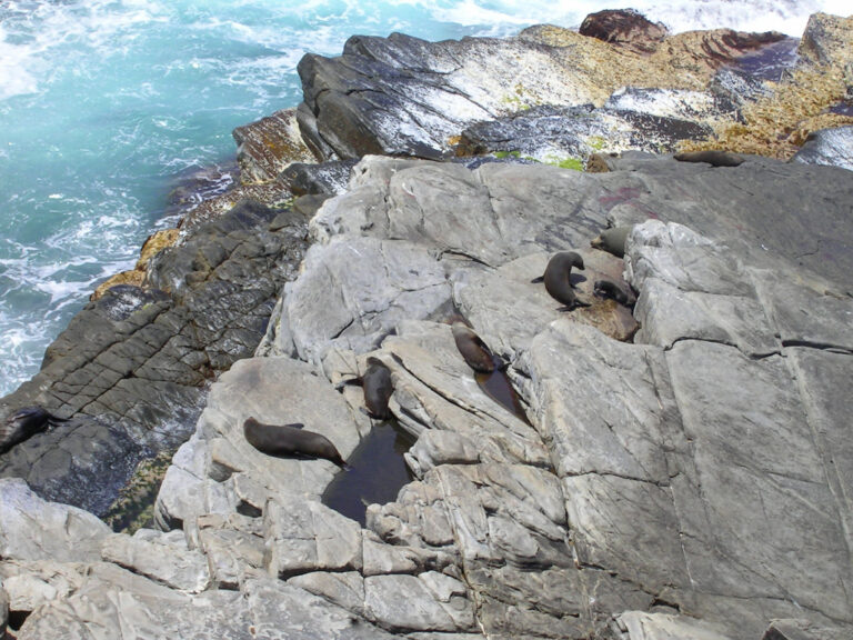 Seelöwen sonnen sich auf den Felsen