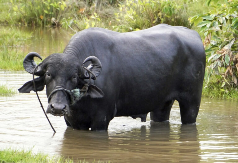 Imposanter Wasserbüffel