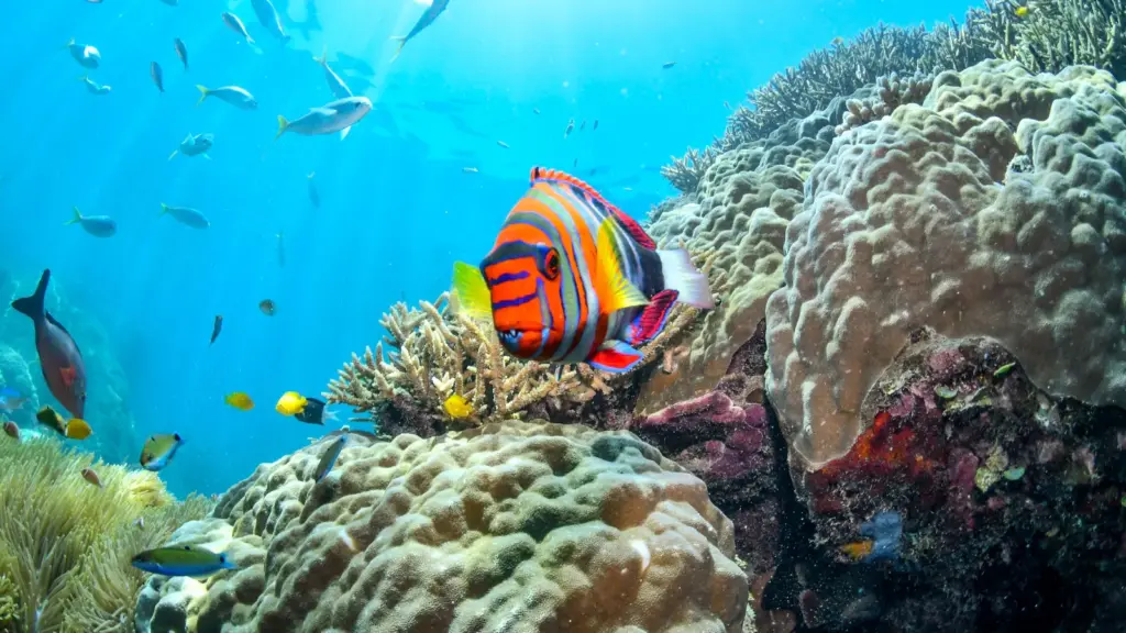 Korallenriff mit tropischen Fischen im Great Barrier Reef in Australien