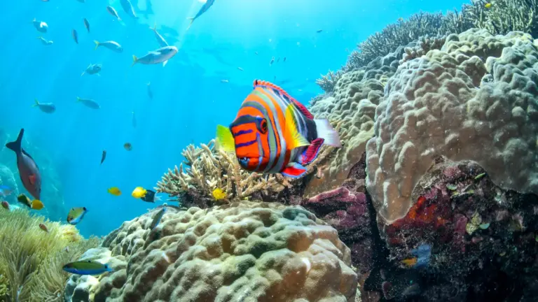 Korallenriff mit tropischen Fischen im Great Barrier Reef in Australien