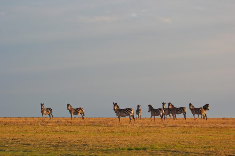 Zebras in der Liuwa Ebene