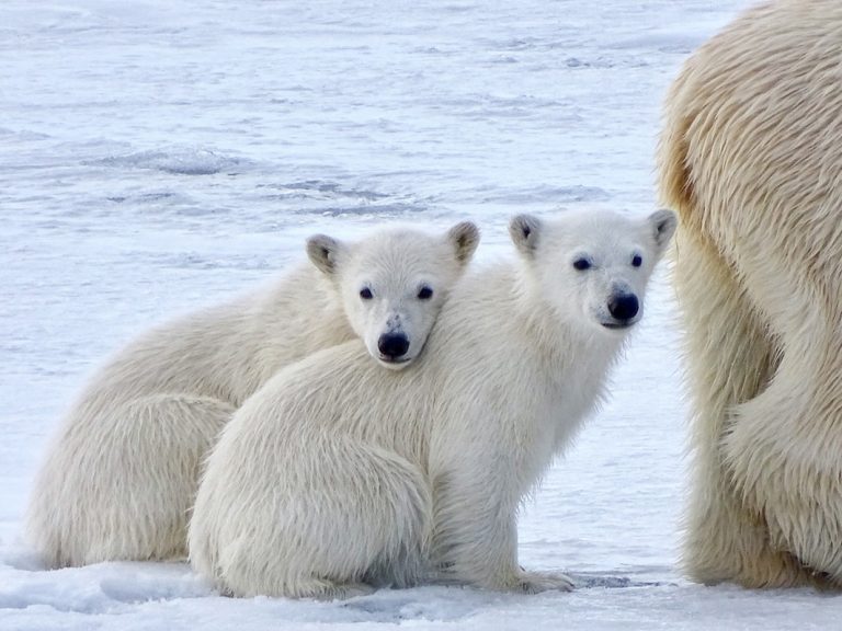 Zwei Eisbärenkinder kuscheln sich aneinander