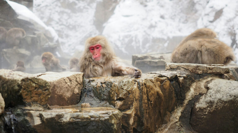 Winter-Abenteuer in Japan traveljunkies