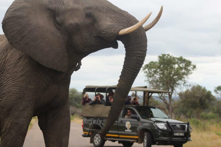 Game Drive im Krüger Nationalpark