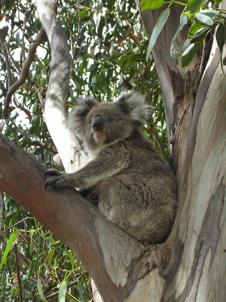 Koalas in freier Wildbahn begegnen