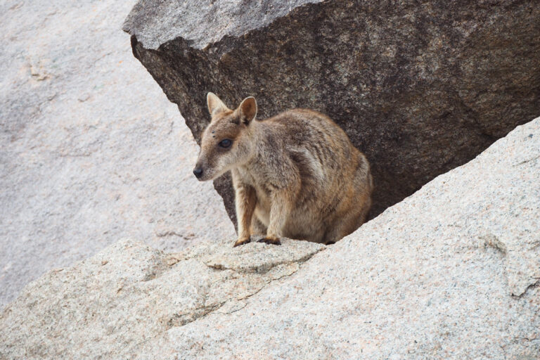 Schüchternes Felsenkänguru