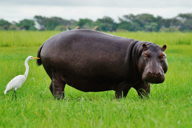 Nilpferd im Chobe Nationalpark