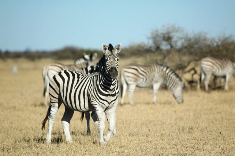 Zebras in der Makgadikgadi Pfanne