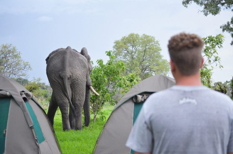 Ein Elefant besucht das Camp