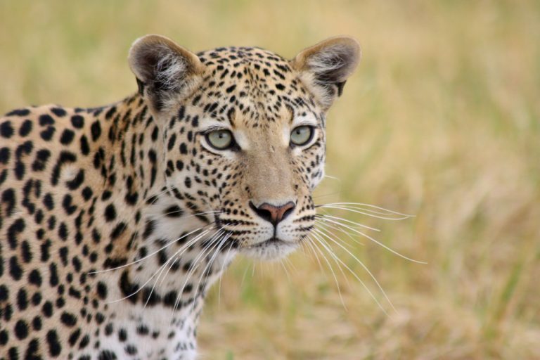 Leopard im Moremi Game Reserve