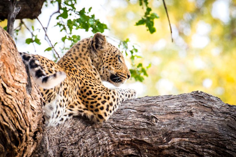 Leopard im Moremi Game Reserve