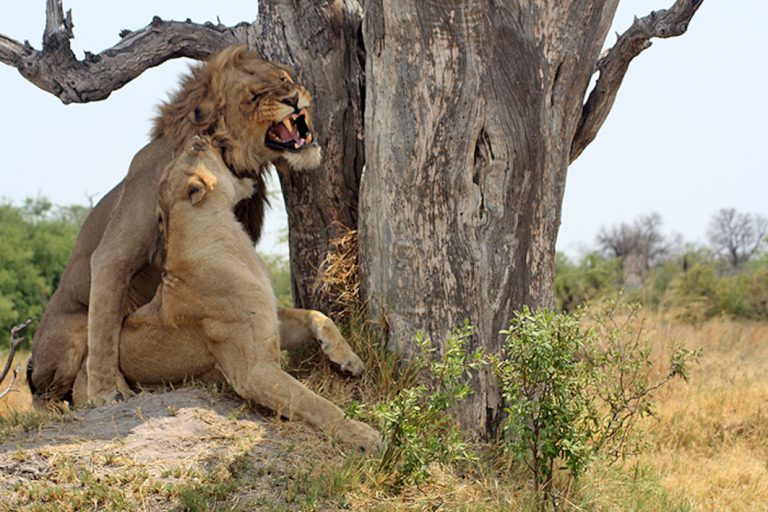 Löwen im Moremi Game Reserve