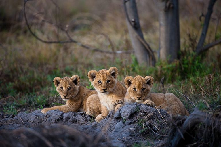 Löwenbabys im Moremi Game Reserve