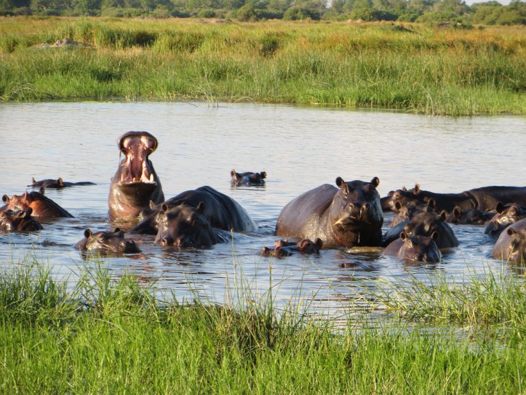 Nilpferde im Moremi Game Reserve