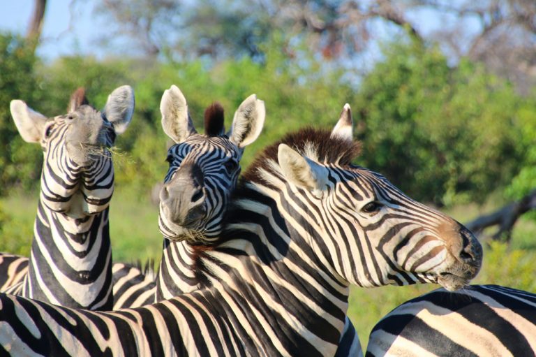 Zebras im Moremi Game Reserve