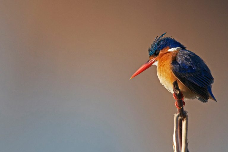 Aufmerksamer Eisvogel