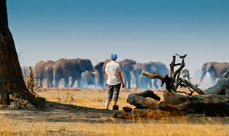 Begegnung mit einer Elefantenherde in der Savuti Region