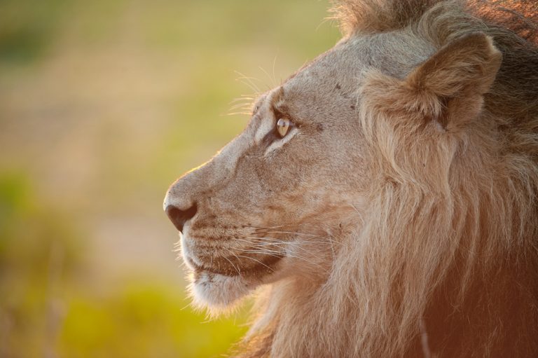 Löwe in der Savuti Region