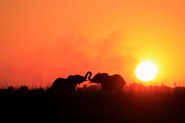 Elefanten bei Sonnenuntergang im Chobe Nationalpark